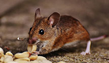 24 Hour & Emergency Exterminators in Camp Hill, PA